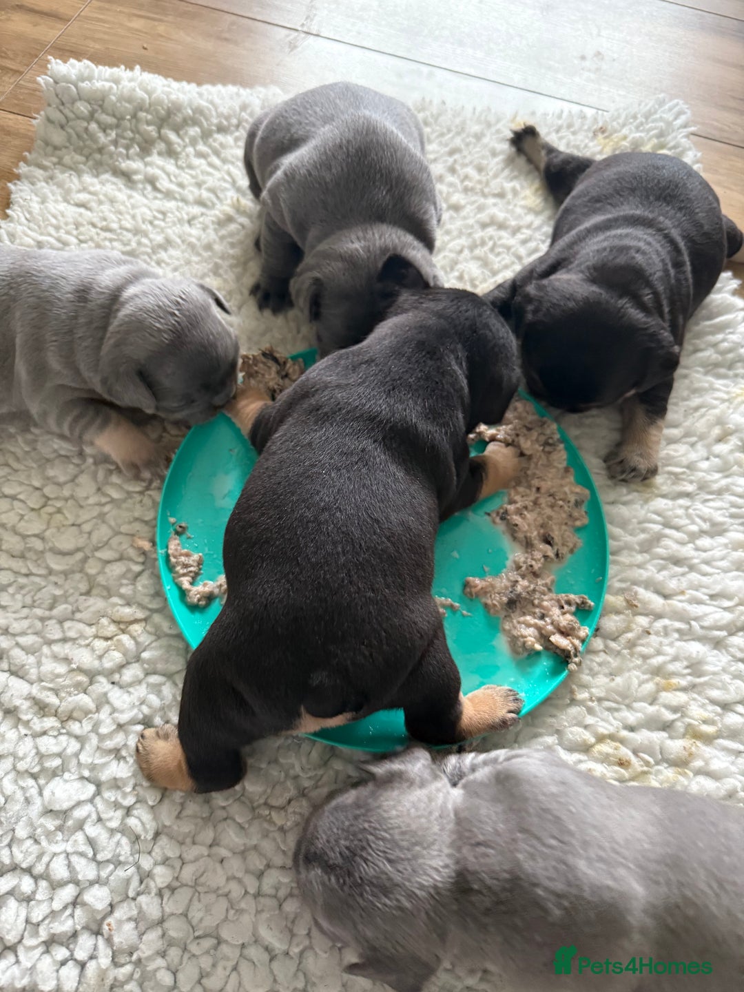 French Bulldog dogs for sale: Exclusive French Bulldog Puppies - Image 20