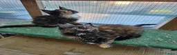 Maine Coon cats for sale: Beautiful Maine Coon Kittens - Advert 19