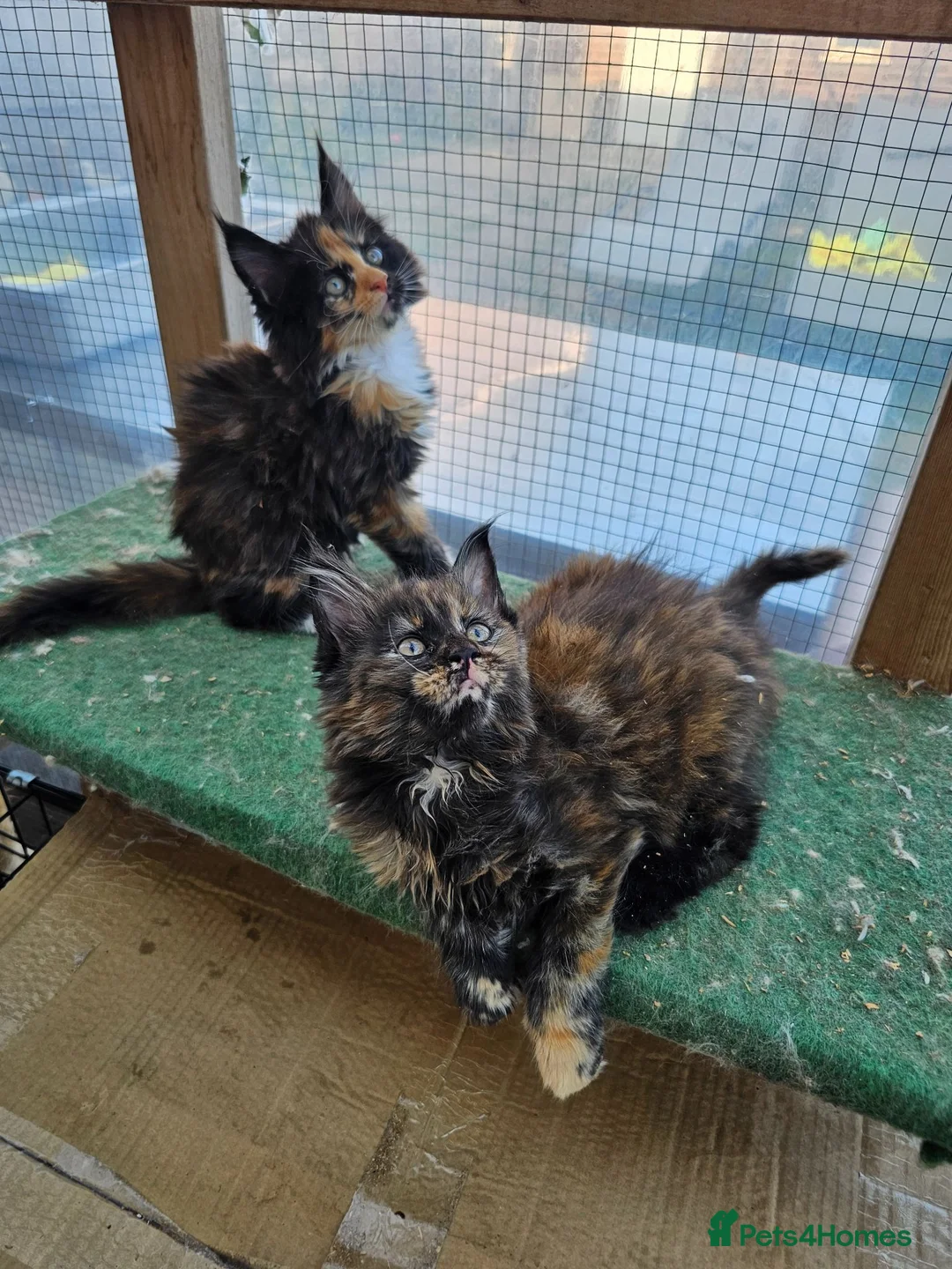 Maine Coon cats for sale: Beautiful Maine Coon Kittens - Advert 19
