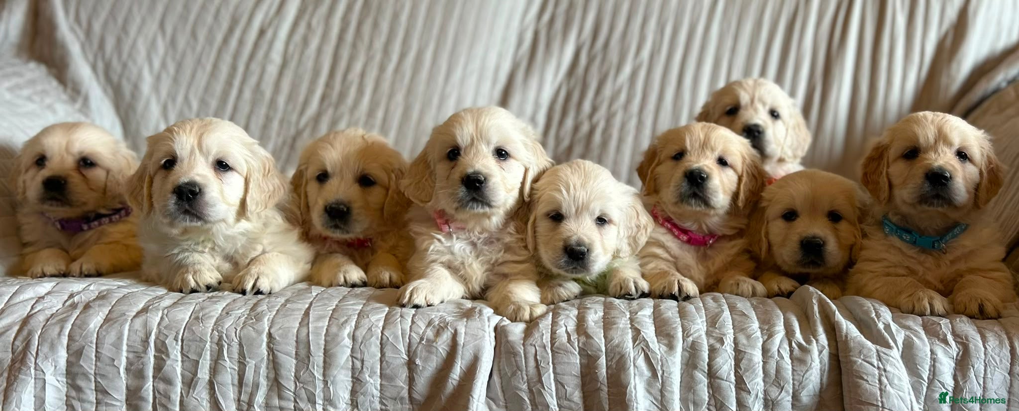 Golden Retriever dogs Wonderful litter health tested parents  - Advert 1