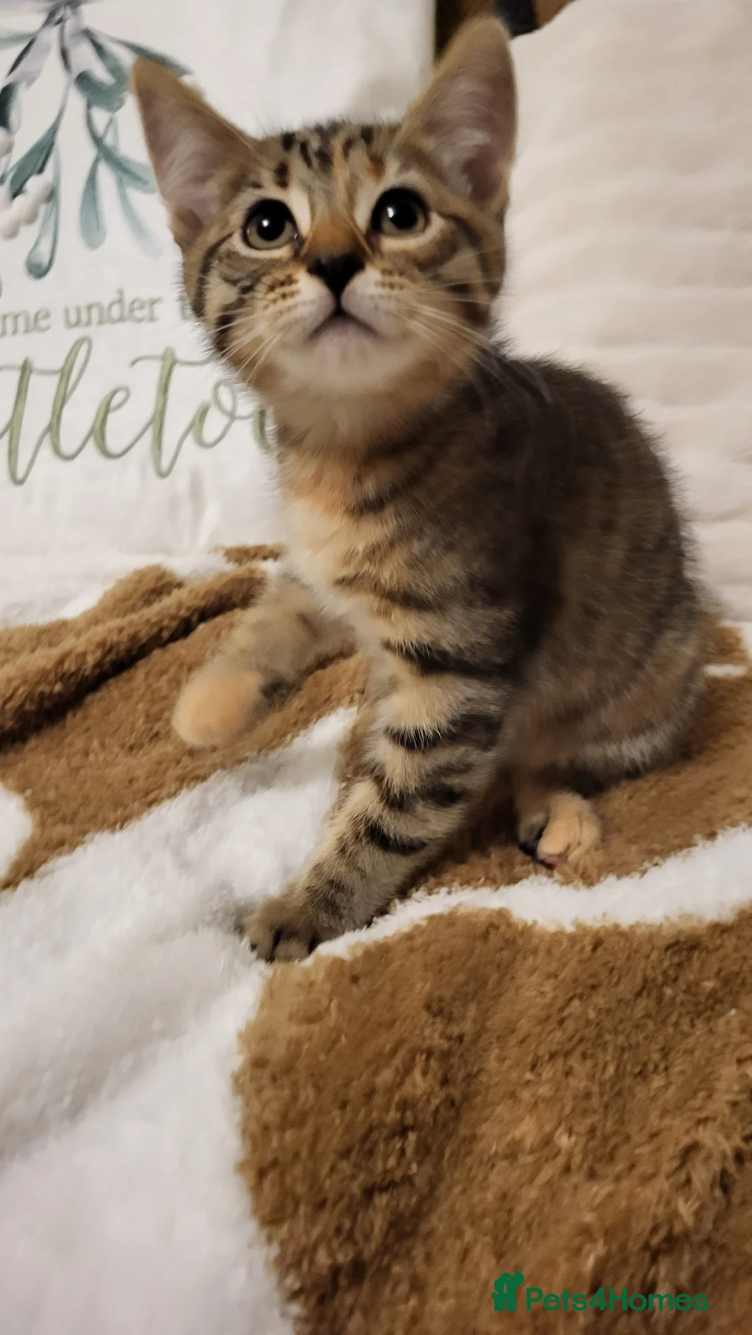 Mixed Breed cats for sale: Kittens READY NOW - Advert 28