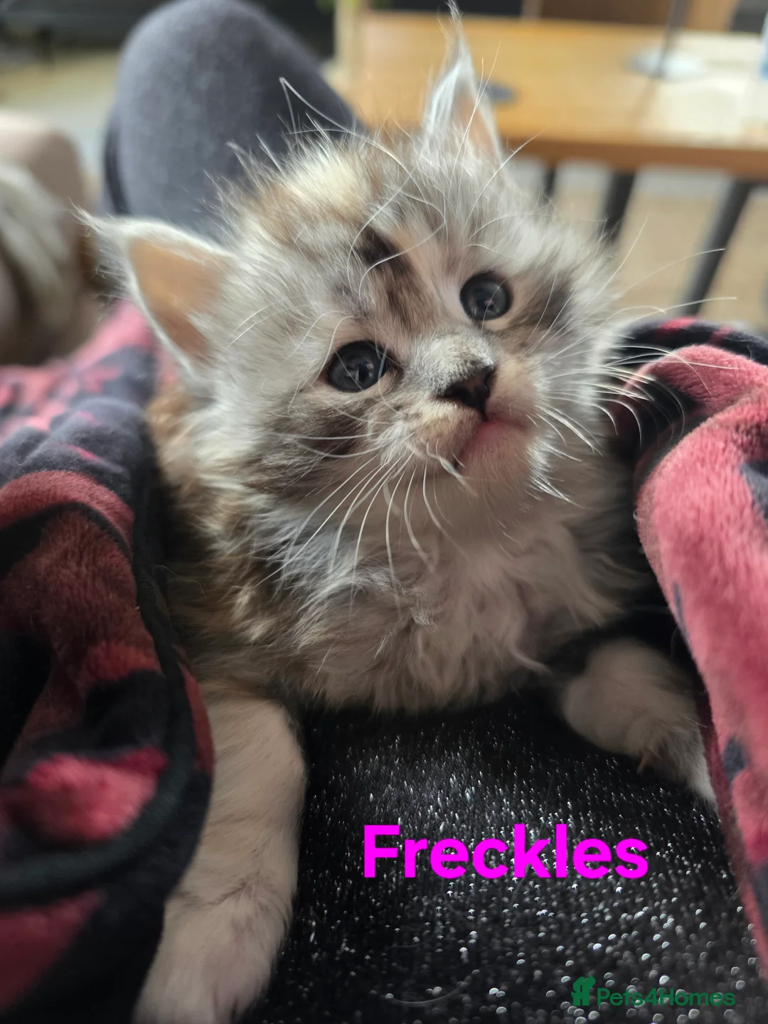 Maine Coon cats for sale: Rare Pure Breed Mainecoon Kitten - Advert 13