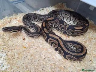 Mixed Breed reptiles Ball pythons, tarantula, African land snails - Advert 2