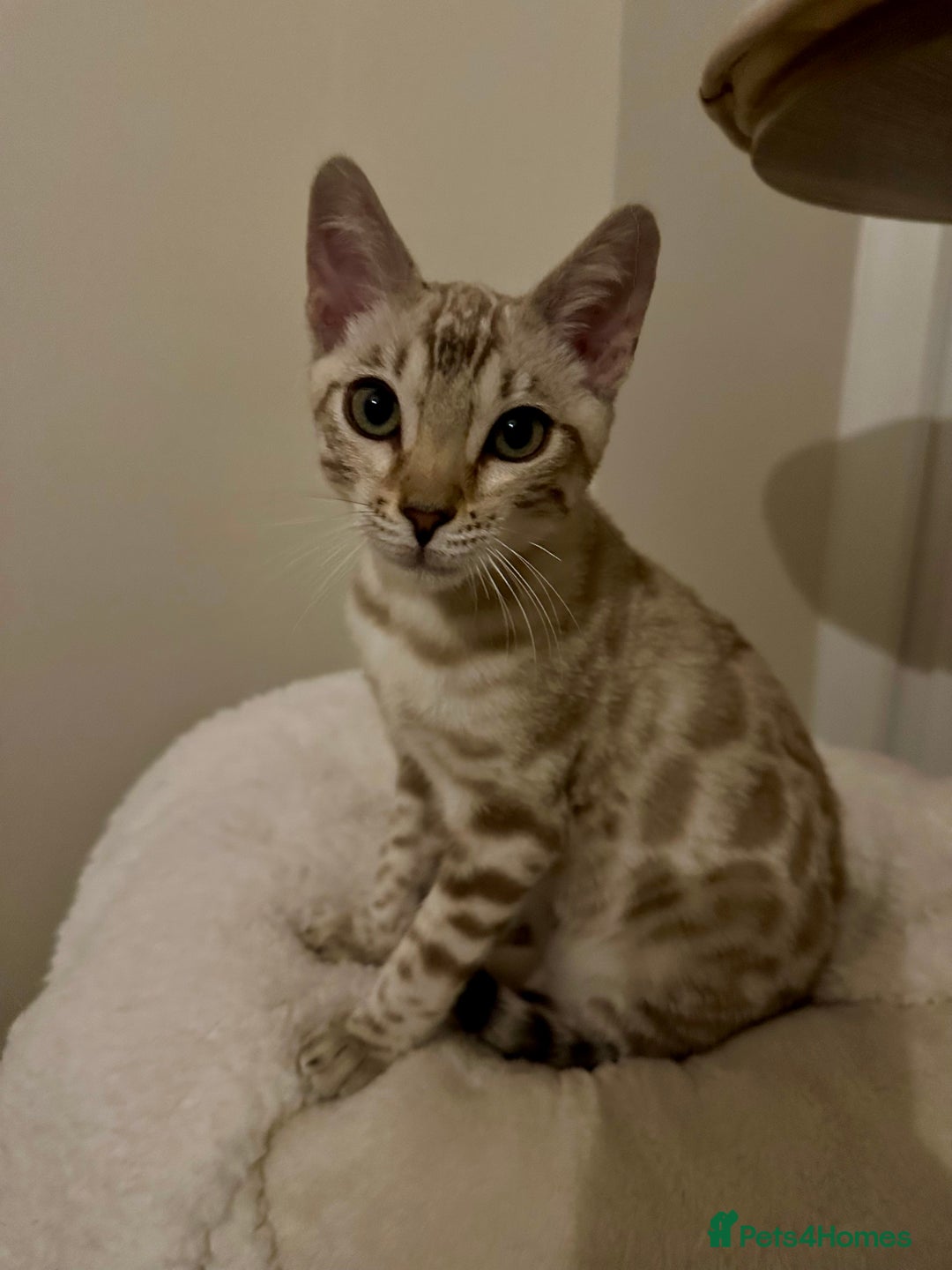 Bengal cats for sale: 6 month old Snow Mink Pedigree TICA  - Advert 5