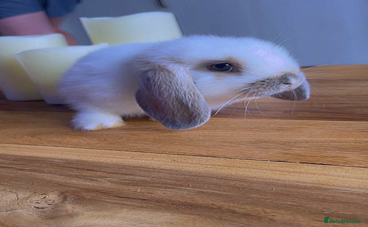 Mini Lop rabbits - Advert 4