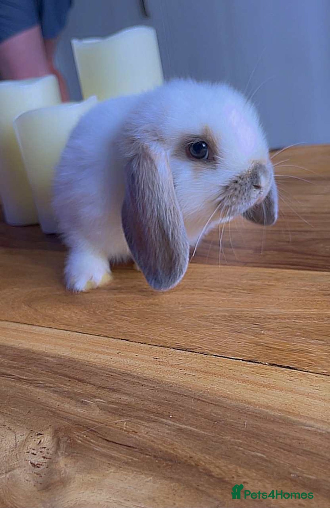 Mini Lop rabbits for sale: Mini lop rabbits  - Image 1