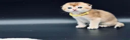 Scottish Fold cats for sale: Fully-vaccinated and TICA-registered Kittens  - Advert 5