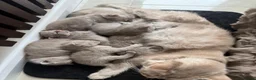 British Shorthair cats for sale: Beautiful British kittens Available 🐾🐾❤️ - Advert 13