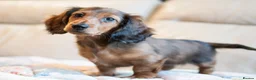 Miniature Dachshund dogs for sale:  Miniature Long-Haired Dachshund Puppies–Red Merle - Advert 10