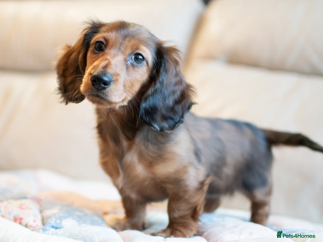 Miniature Dachshund dogs for sale:  Miniature Long-Haired Dachshund Puppies–Red Merle - Advert 10
