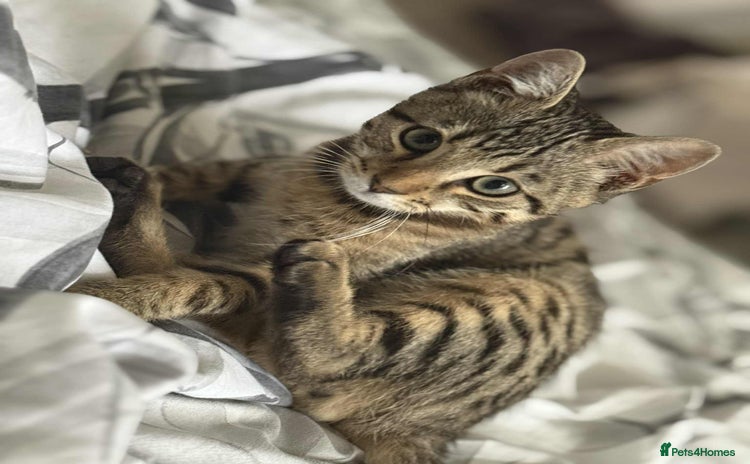 Bengal cats - Advert 1