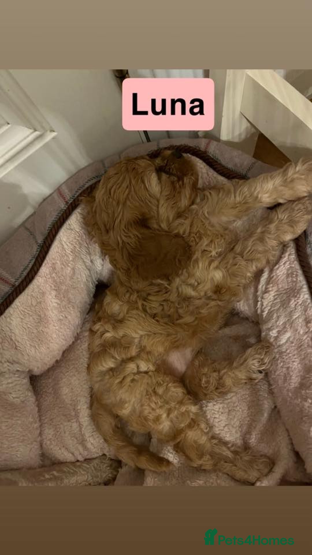 Cavapoo dogs for sale: Stunning Cavapoo Puppies - Advert 16
