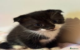 Scottish Fold cats for sale: Scottish fold mix with tabby .  - Image 2