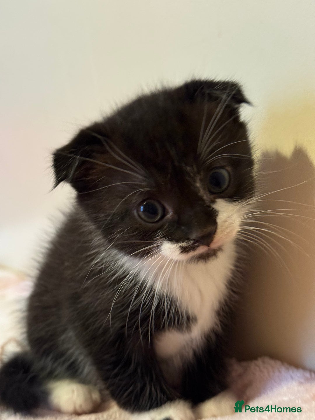 Scottish Fold cats for sale: Scottish fold mix with tabby .  - Image 2