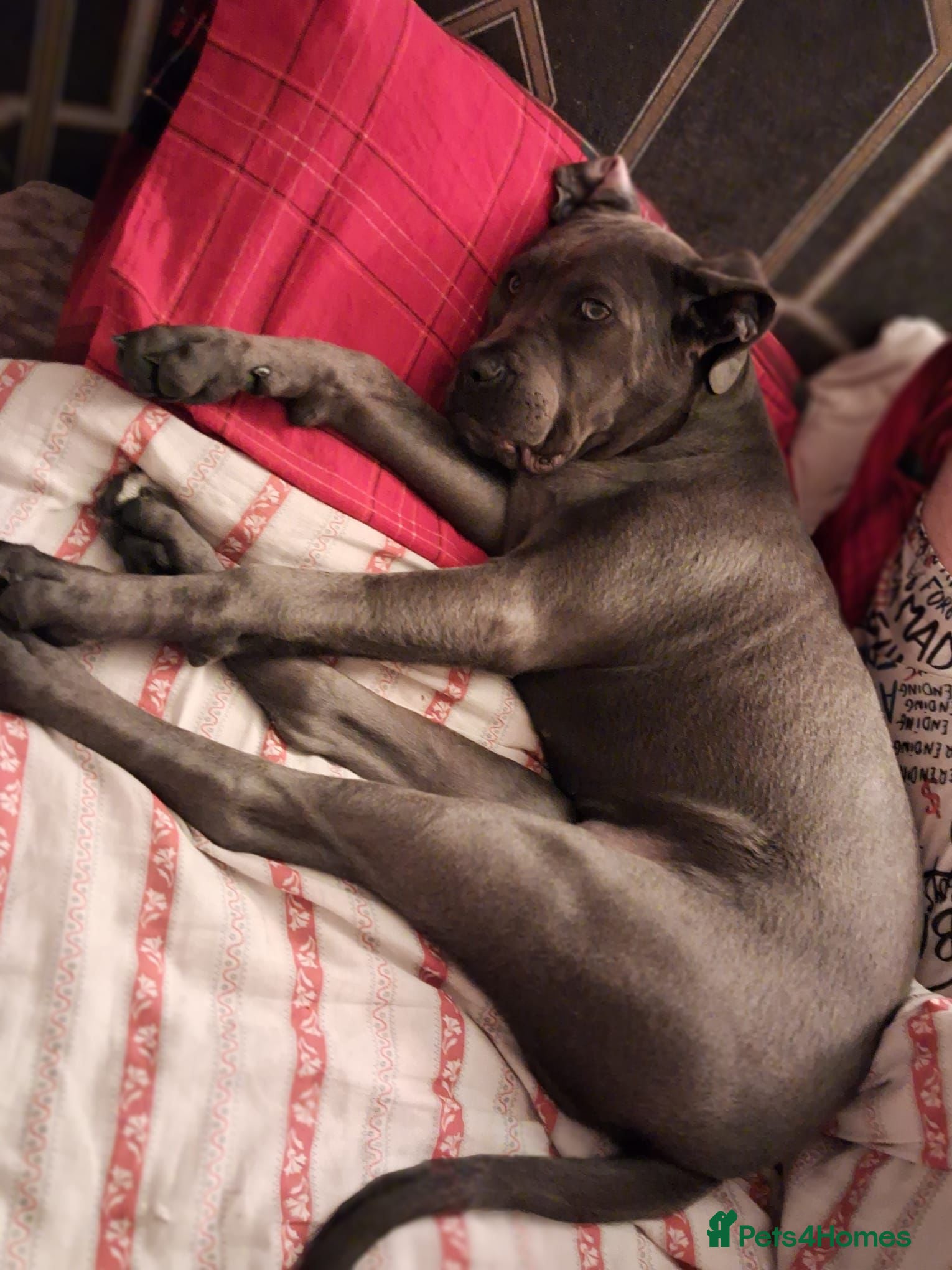 Cane Corso dogs Cane Corso Girl  - Advert 4