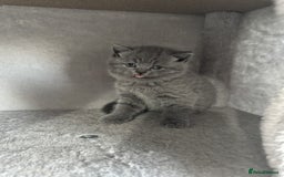 British Shorthair cats for sale: ✨ GCCF/TICA Stunning BSH Kittens – Blue&Bicolour ✨ - Image 5