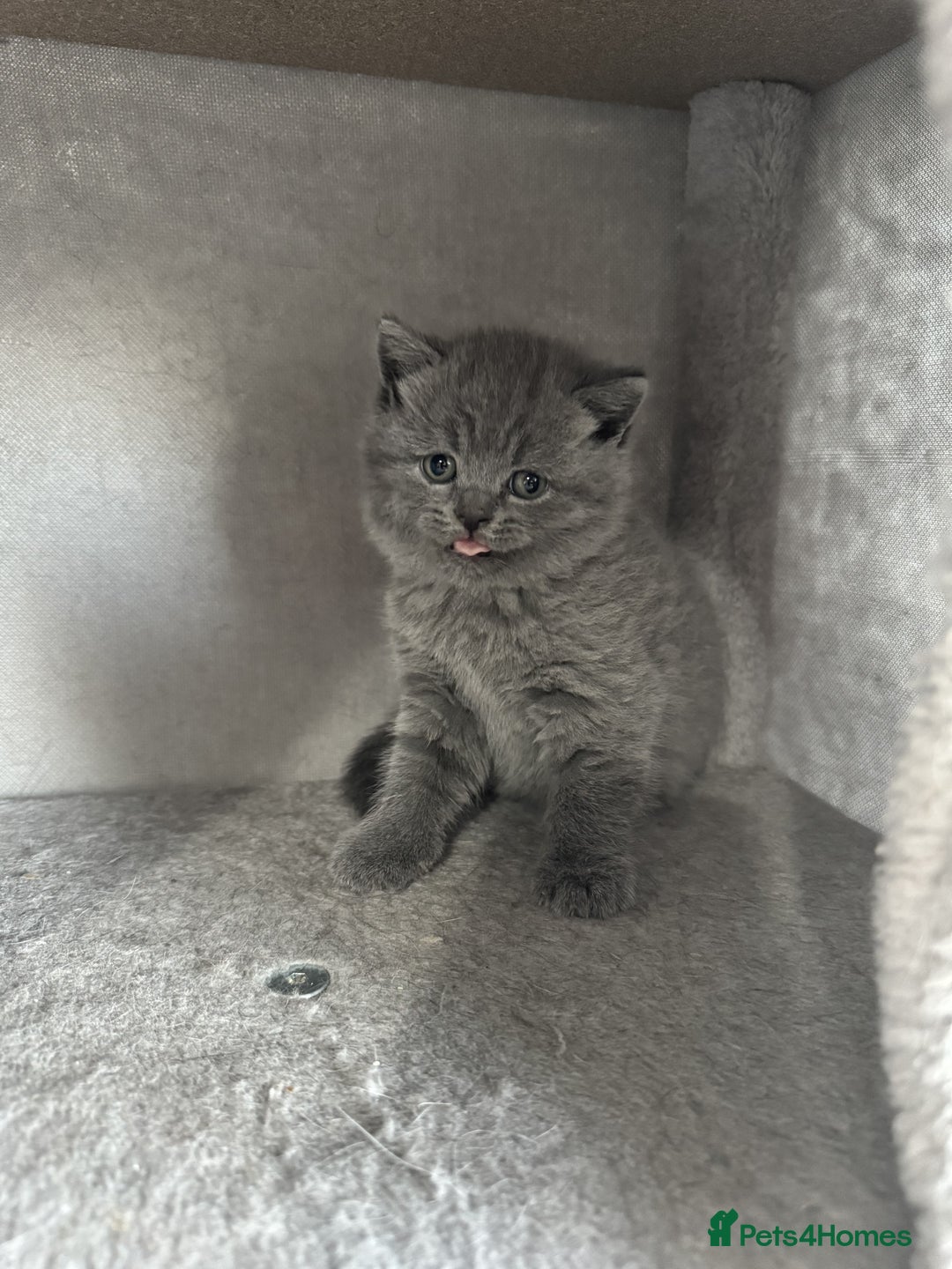 British Shorthair cats for sale: ✨ GCCF/TICA Stunning BSH Kittens – Blue&Bicolour ✨ - Image 5