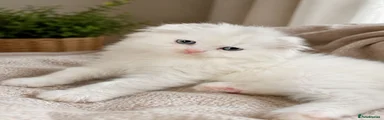 White fluffy fold boy