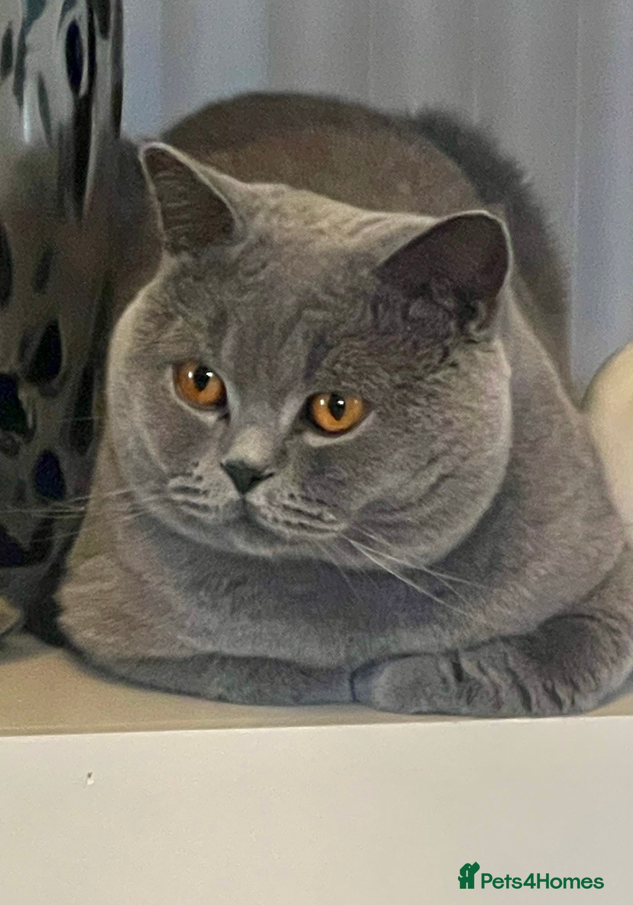 British Shorthair cats STUNNING GCCF REGISTERED PROVEN STUD - Advert 1