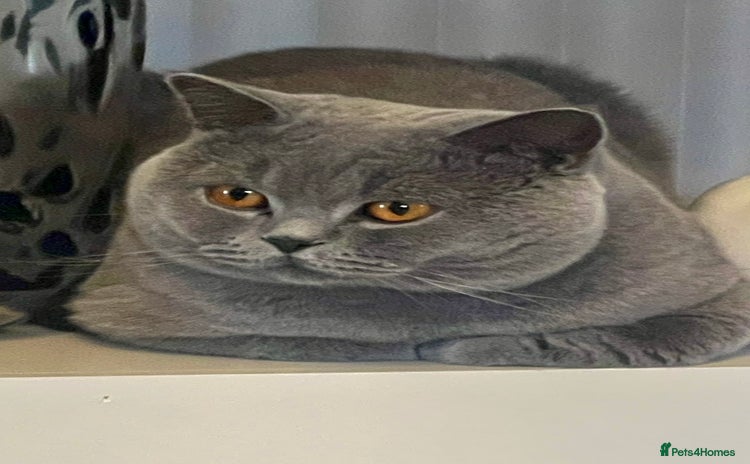 British Shorthair cats - Advert 1