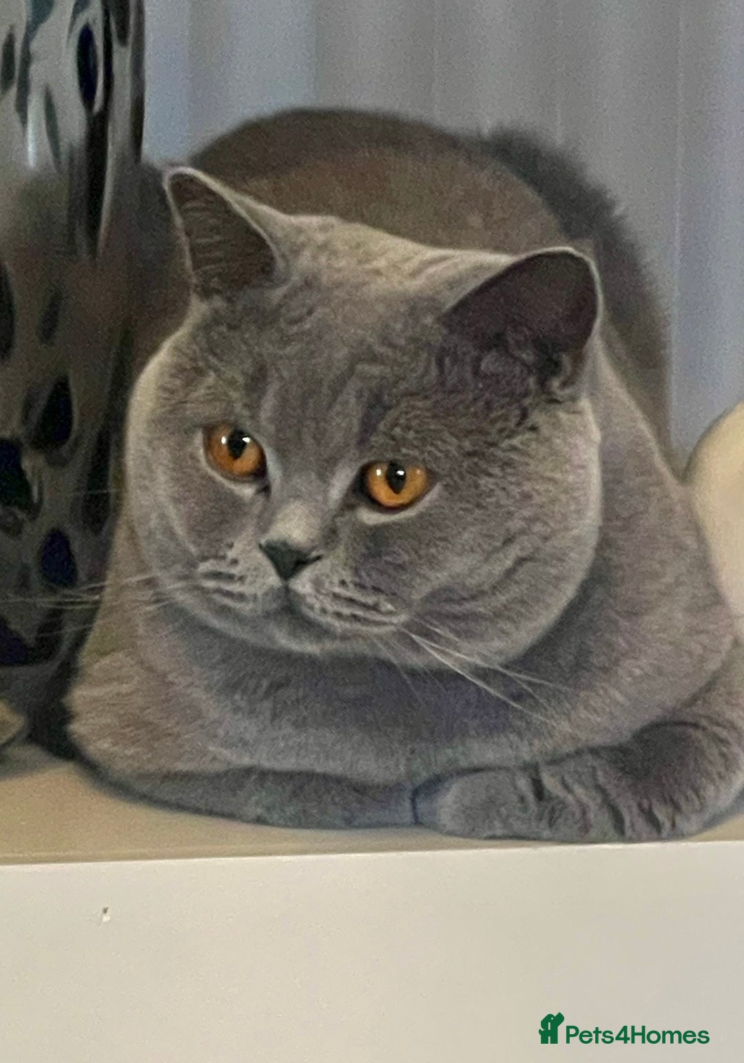 British Shorthair cats for stud: STUNNING GCCF REGISTERED PROVEN STUD - Advert 1