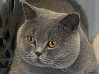 British Shorthair cats - Advert 14