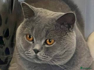 British Shorthair cats STUNNING GCCF REGISTERED PROVEN STUD - Advert 9