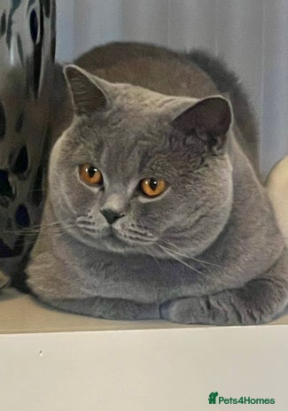 British Shorthair cats - Advert 1