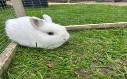 Netherland Dwarf rabbits for sale: Super friendly, super cuddly  Netherland Dwarf boy - Image 1