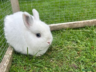 Netherland Dwarf rabbits - Advert 5