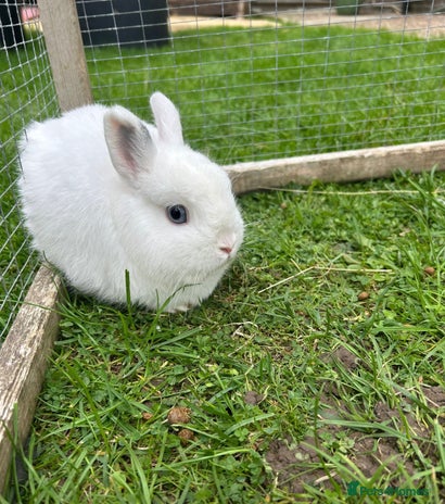 Netherland Dwarf rabbits - Advert 1