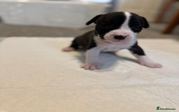 Mixed Breed dogs for sale: French bulldog x American staff - Image 6