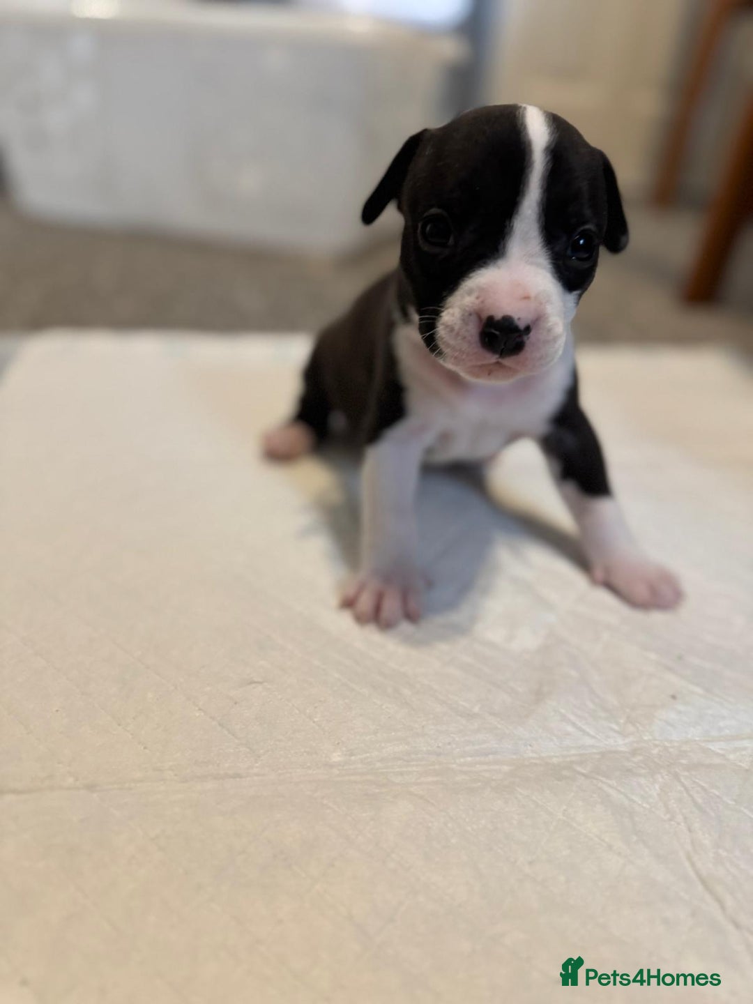 Mixed Breed dogs for sale: French bulldog x American staff - Image 6