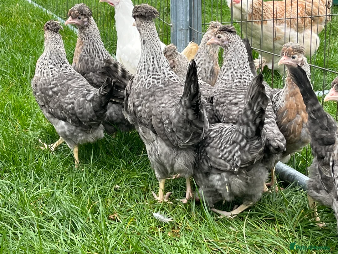 Mixed Breed livestock for sale: Chickens - Advert 5