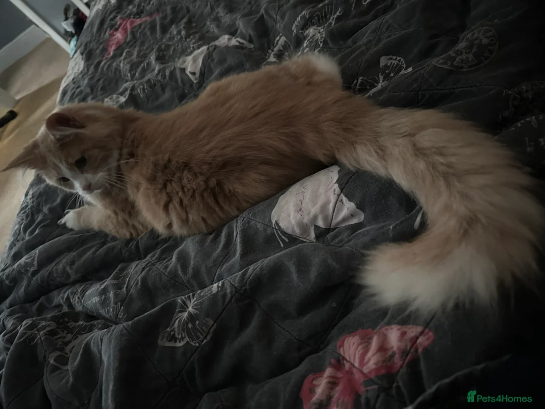 Maine Coon cats for sale: Xl mainecoon kittens full breed non reg  - Advert 15
