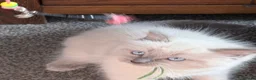 Ragdoll cats for sale: 3 Ragdoll boys  - Advert 21