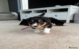 Welsh Collie dogs for sale: Welsh Collie (Tri Colour) Puppies for sale - Image 7