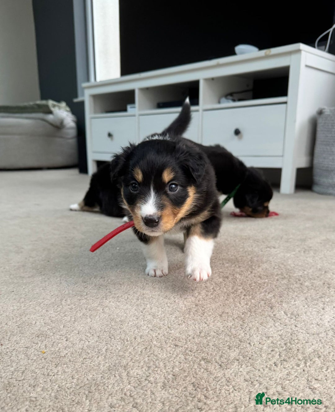 Welsh Collie dogs for sale: Welsh Collie (Tri Colour) Puppies for sale - Image 7