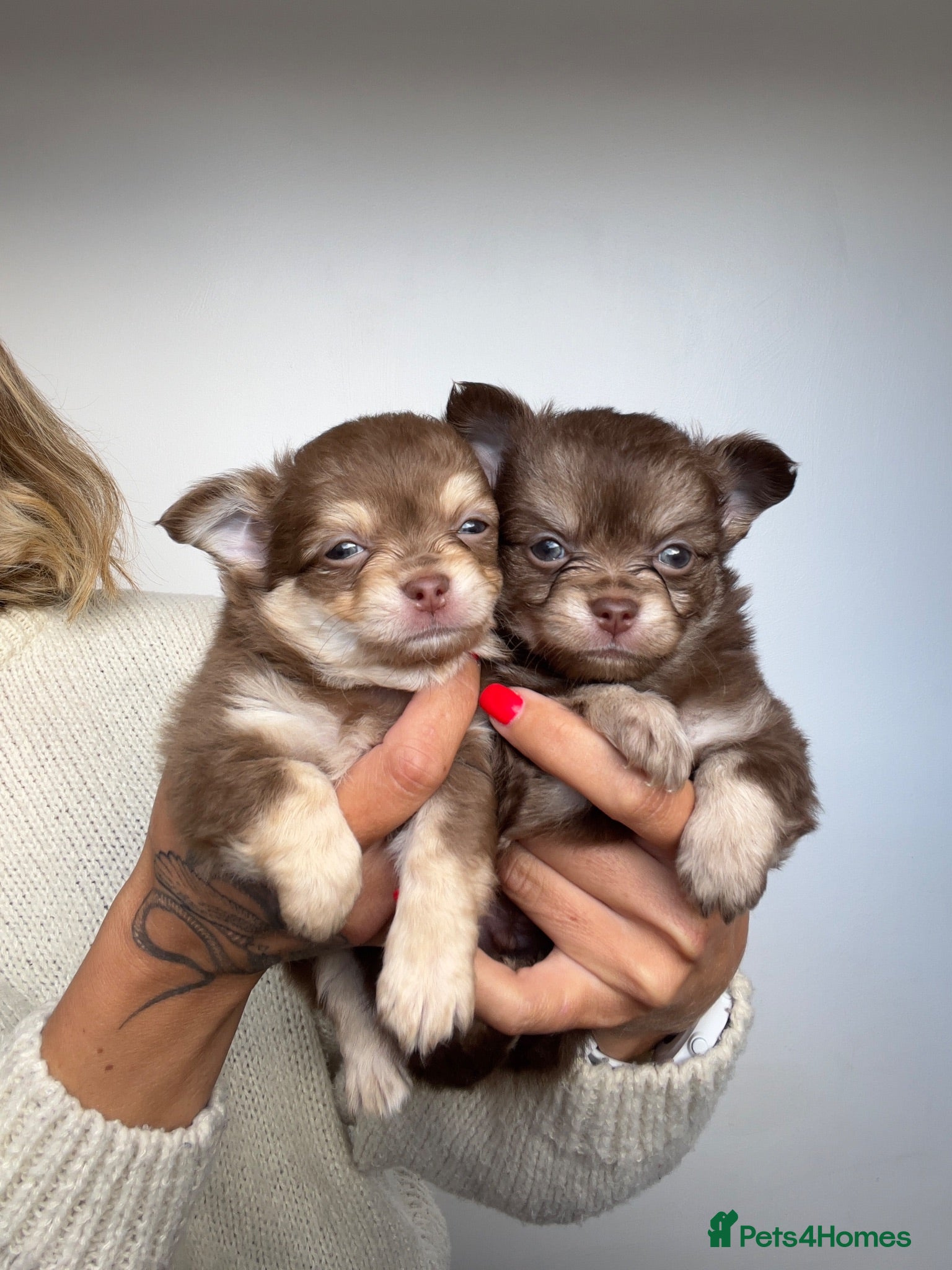 Chihuahua dogs Chihuahua Puppies / two left - Advert 16