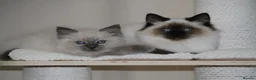 Ragdoll cats for sale: Beautiful ragdoll kittens in Manchester - Advert 18