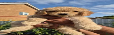 Cockapoo 3