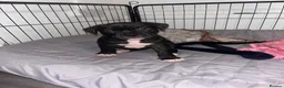 Alapaha Blue Blood Bulldog dogs for sale: Alapaha blue blood bulldog - Advert 7