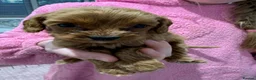 Cavapoo dogs for sale: Red Cavapoo puppies  - Advert 3