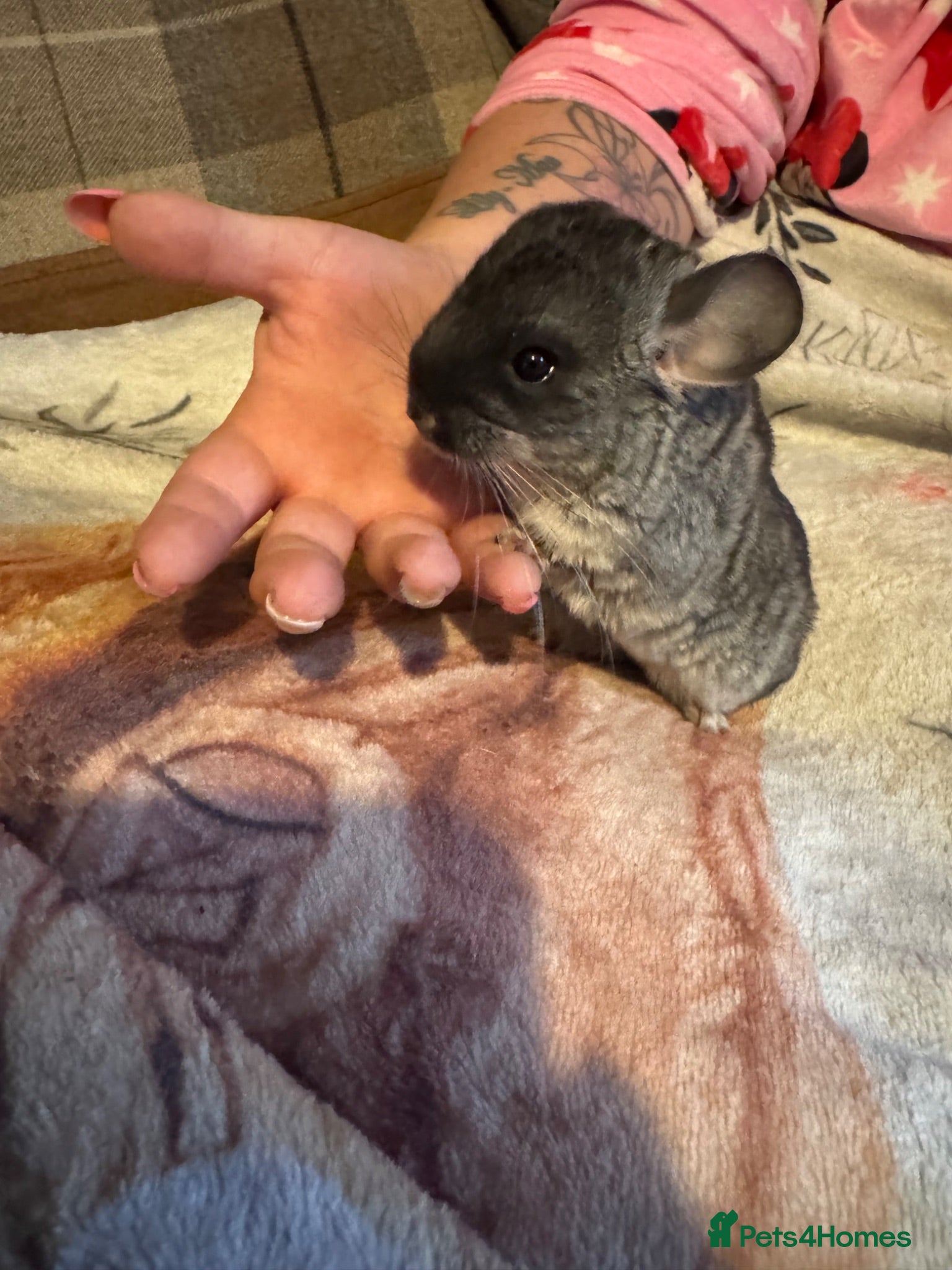 Chinchilla rodents Cute Baby Chinchilla  - Advert 4