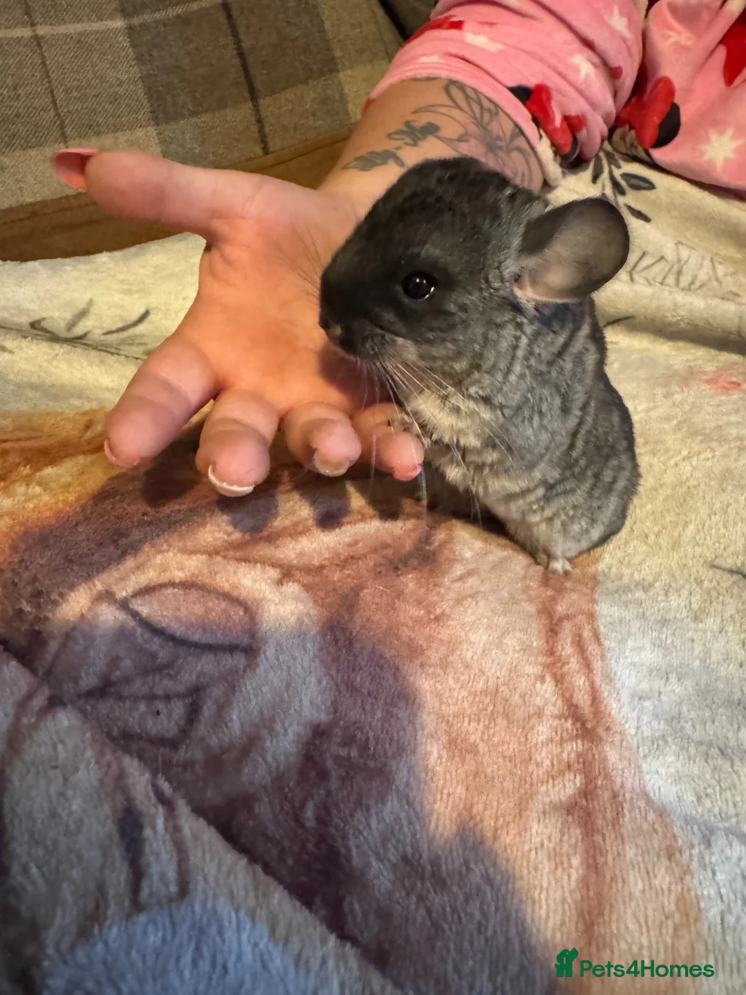 Chinchilla rodents for sale: Cute Baby Chinchilla  - Advert 1