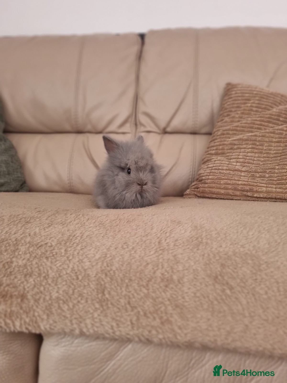 Lionhead rabbits for sale: Lionhead Rabbit - Advert 4