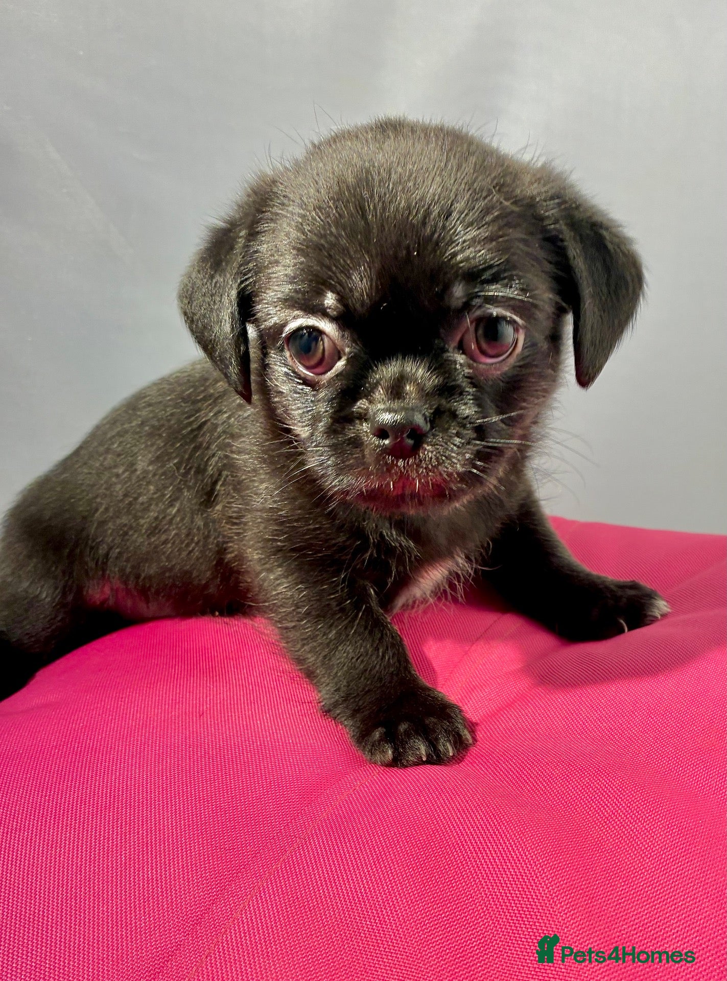 Mixed Breed dogs ADORABLE SHIH TZU/CHIHUAHUA - Advert 2