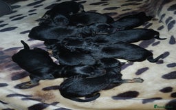 German Shepherd dogs for sale: German shepherd pups for sale  - Image 5