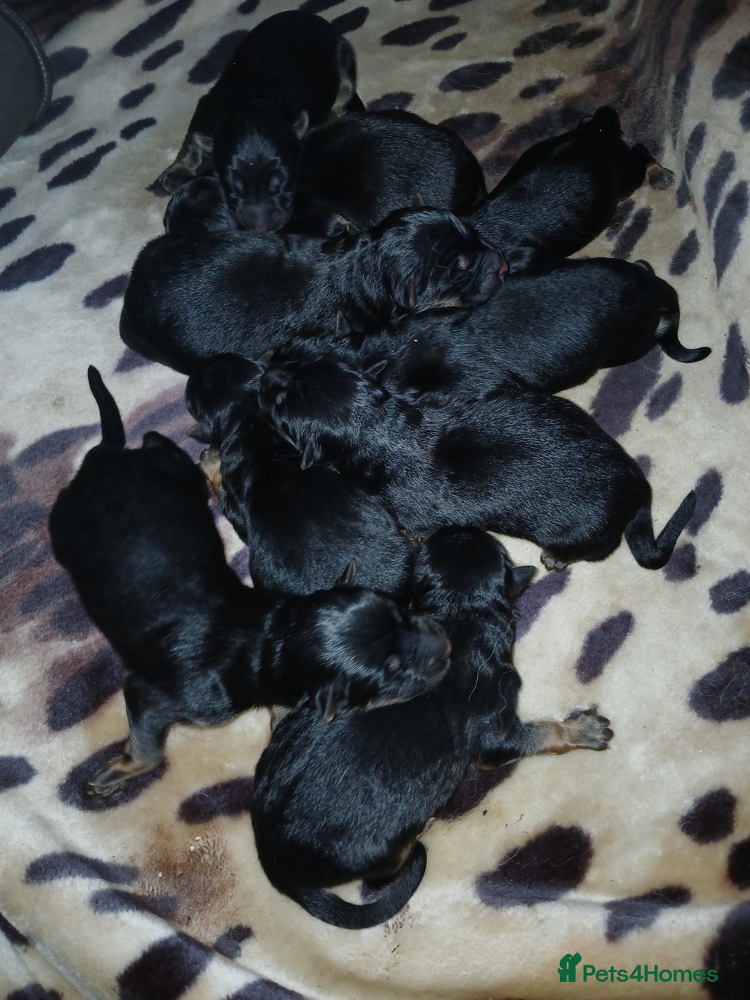 German Shepherd dogs for sale: German shepherd pups for sale  - Image 5