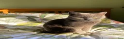 Mixed Breed cats for sale: Russian Blue X Chatreaux  Aged 5 - Advert 2